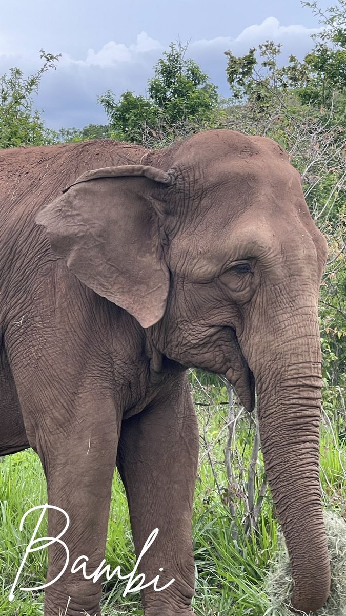 Global Sanctuary for Elephants tweet media