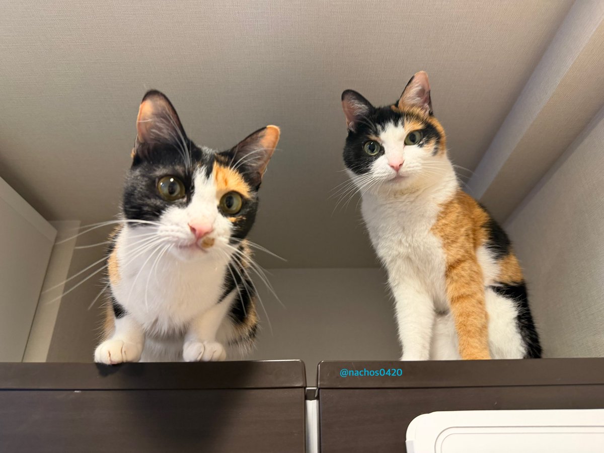 オニャンコポン🐈‍⬛ (@anotokinoneko22) / Posts / X