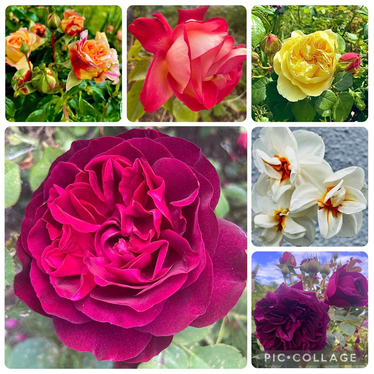 Elaine’s Garden 🪴 tweet media