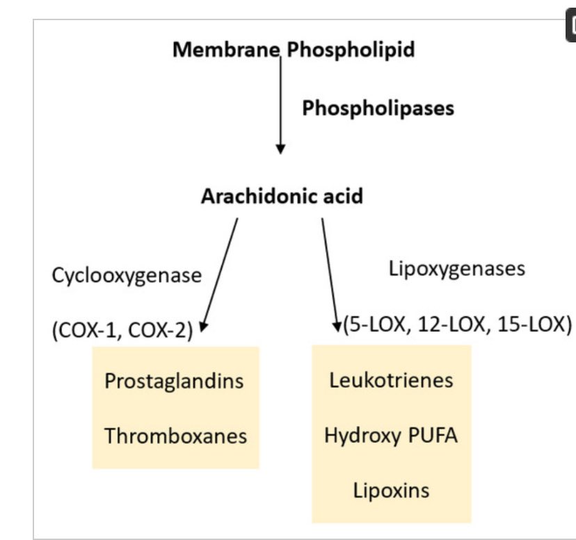 wajdture's tweet photo. لما نتكلم عن تقلصات الرحم الي تحدث وقت الدورة سببها هالمركبين:

Prostaglandins and leukotrine
 
كثير من الاكل الي وصوا فيه امهاتنا وفيه توصية من الدراسات 
الفلفل الأسود ، الكمون ،الكركم ،القرفه ، الزنجبيل 
كلها سبحان الله فيها مواد تقلل من انتاج هذولي المركبين بالتالي يقل الالم♥️ https://t.co/YCrpjRz5Xl
