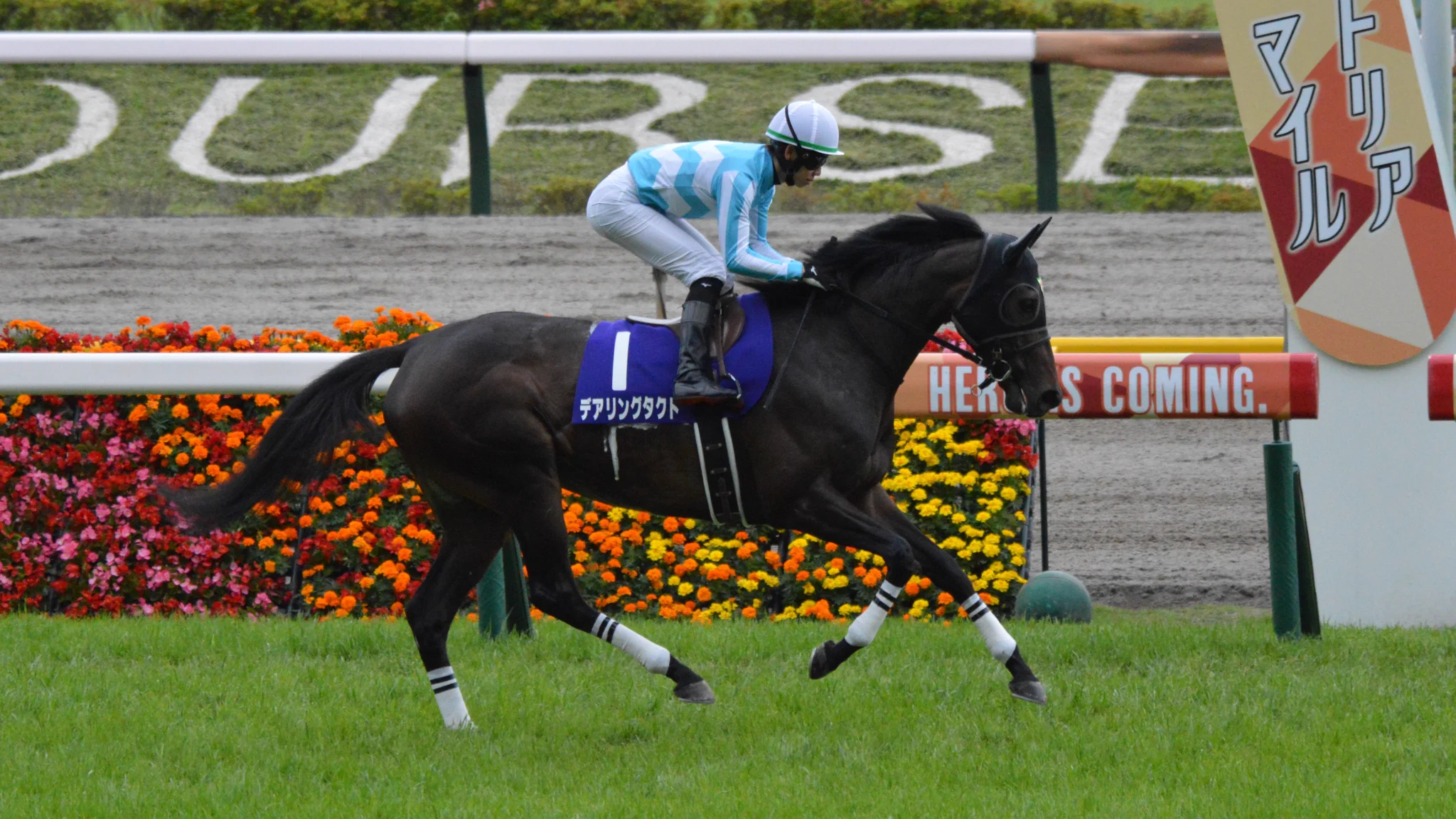 競馬インフォメーションクラブ(個人で運営) on X: 