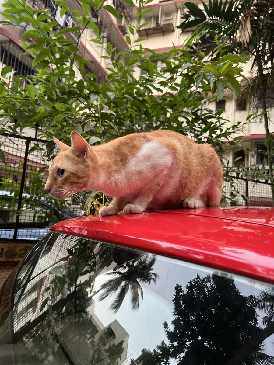 Oshir's tweet photo. Chintu handsome cat has a car❤️👌 #cats #photo #RaúlEsRaúl #FayeAtom #TVKVijay‌Fails https://t.co/Pd1cCiabCt