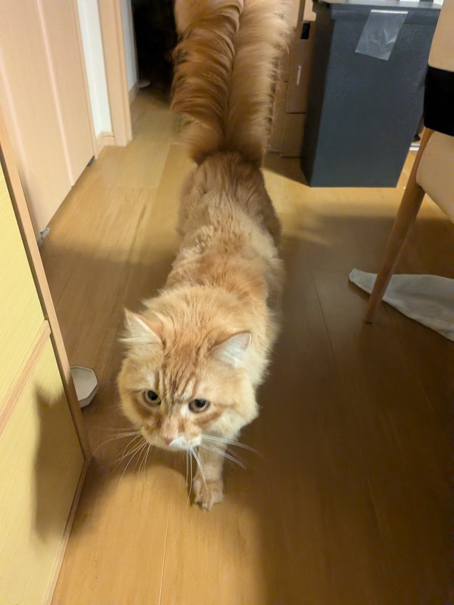 uda315's tweet photo. こいつは帰りを待っていた🐈️！ https://t.co/RjNoO1T0ws