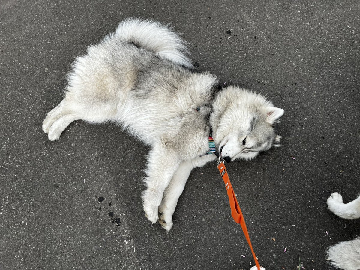 chum_iro's tweet photo. 帰宅きょひぃぬ😔 #サモスキー https://t.co/IuvCfr2yx3