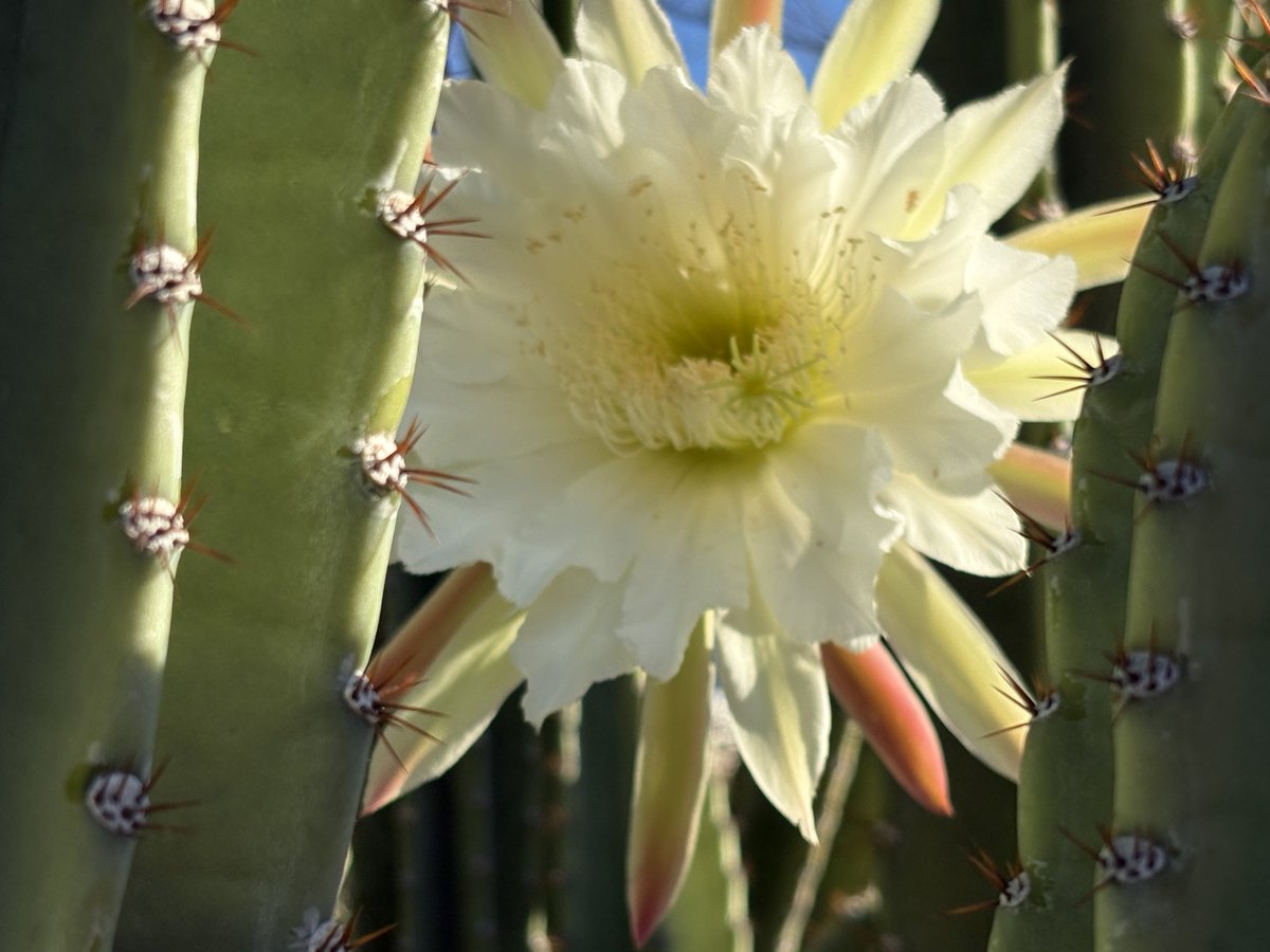 Spafloating's tweet photo. Cactus https://t.co/2LxEhwTJSA
