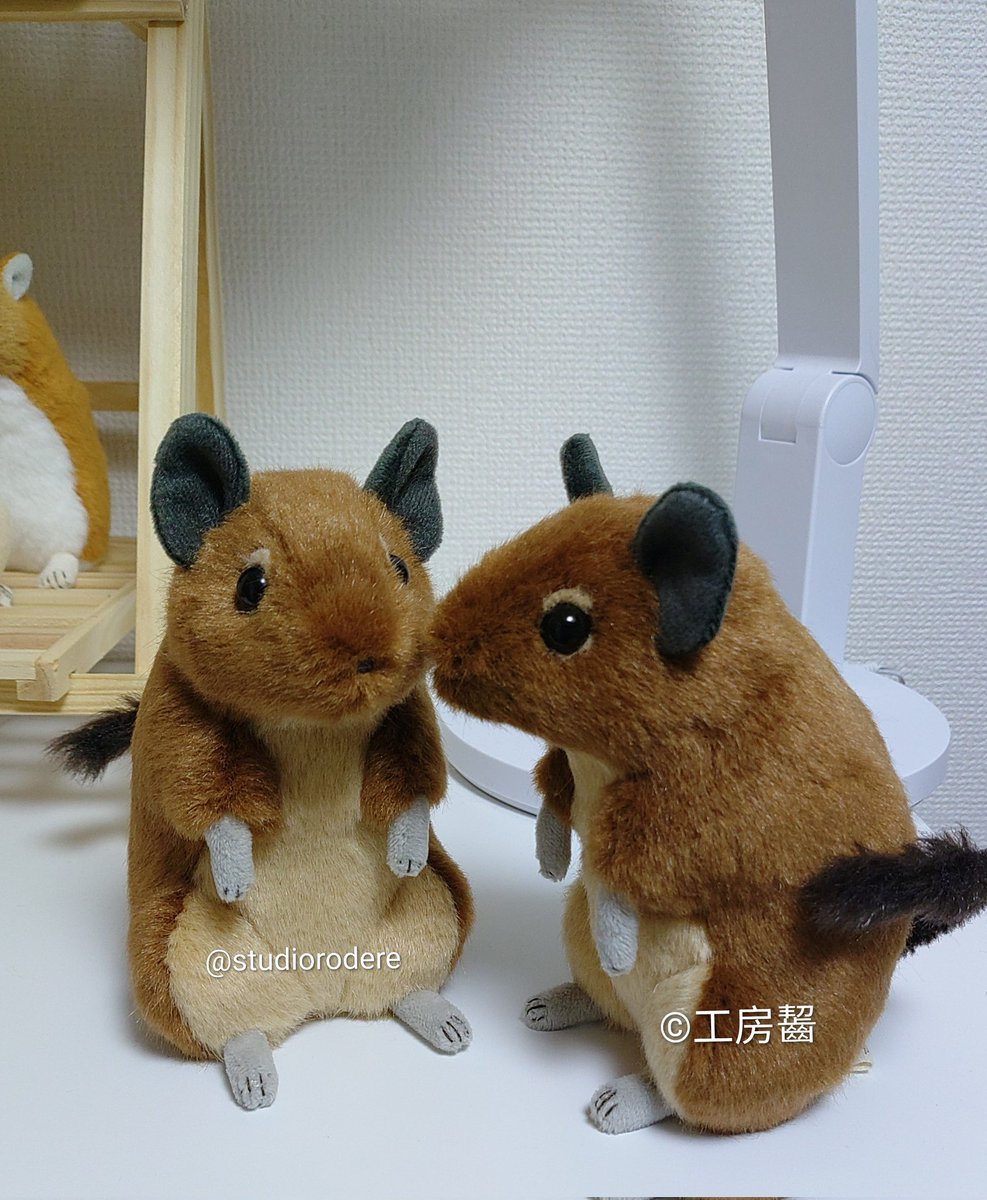 工房齧🐁 tweet media