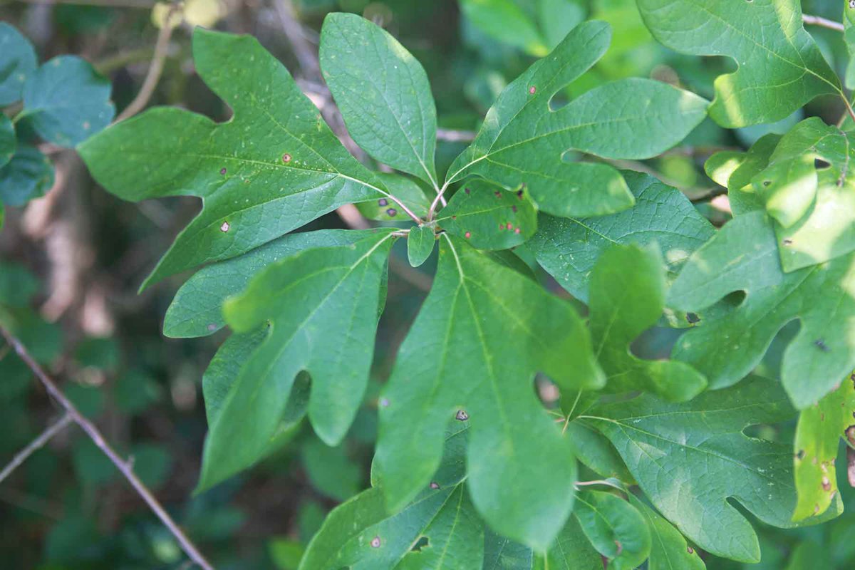 PantherCreek_'s tweet photo. Here is a sassafras tree we found (one of only three we've found out of the roughly 26,000 trees on our property).

Sassafras (Sassafras albidum) trees are relatively small in stature in the North East, but in the South, they can grow 50 feet-to 80 feet or more. The sawn lumber of sassafras has been used as flooring, door frames, kitchen cabinets, and furniture. The wood has also been used to make boats, fence posts, and barrels, due to its reputation for being resistant to decay.

Cinnamon-colored bark that contains safrole, an aromatic oil cherished for its spicy scent covers the tree’s roots.  Its scent is a combination of star anise, cinnamon, citrus, and vanilla. The bark has imparted its flavor to fragrant tea, soft drinks, and its extracted oil has been used to scent candles, soaps, and perfumes. However, safrole is considered a carcinogen and has been banned for human consumption by the Food and Drug Administration since the 1960s.