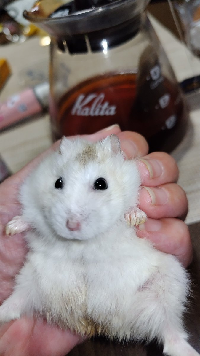 はっしー🐹 tweet media