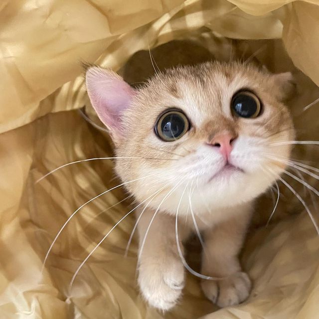 Cats all the way tweet media
