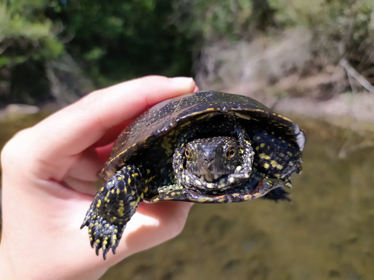 bhhu_atra's tweet photo. Sretan Svjetski dan kornjača vam želi barska kornjača (Emys orbicularis)! 🐢🍀

📸: Tea Zulčić https://t.co/cDB2Sw7ux6