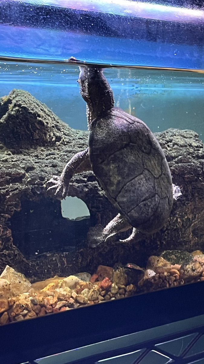 Jeff Musk 🐢 tweet media