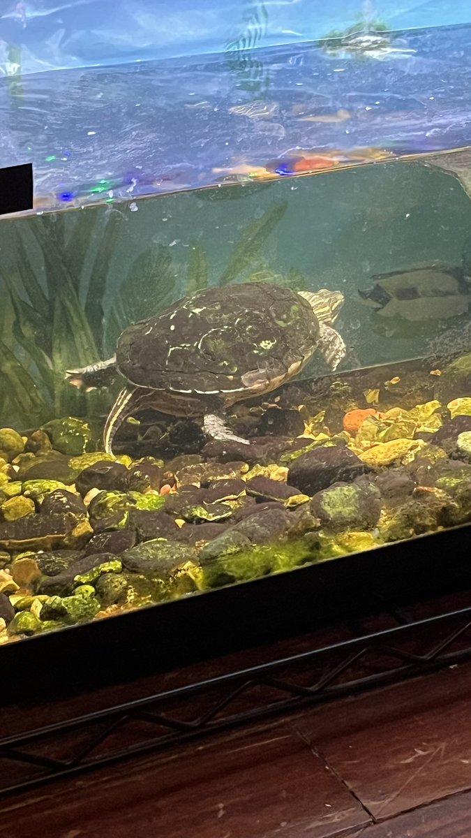 Jeff Musk 🐢 tweet media