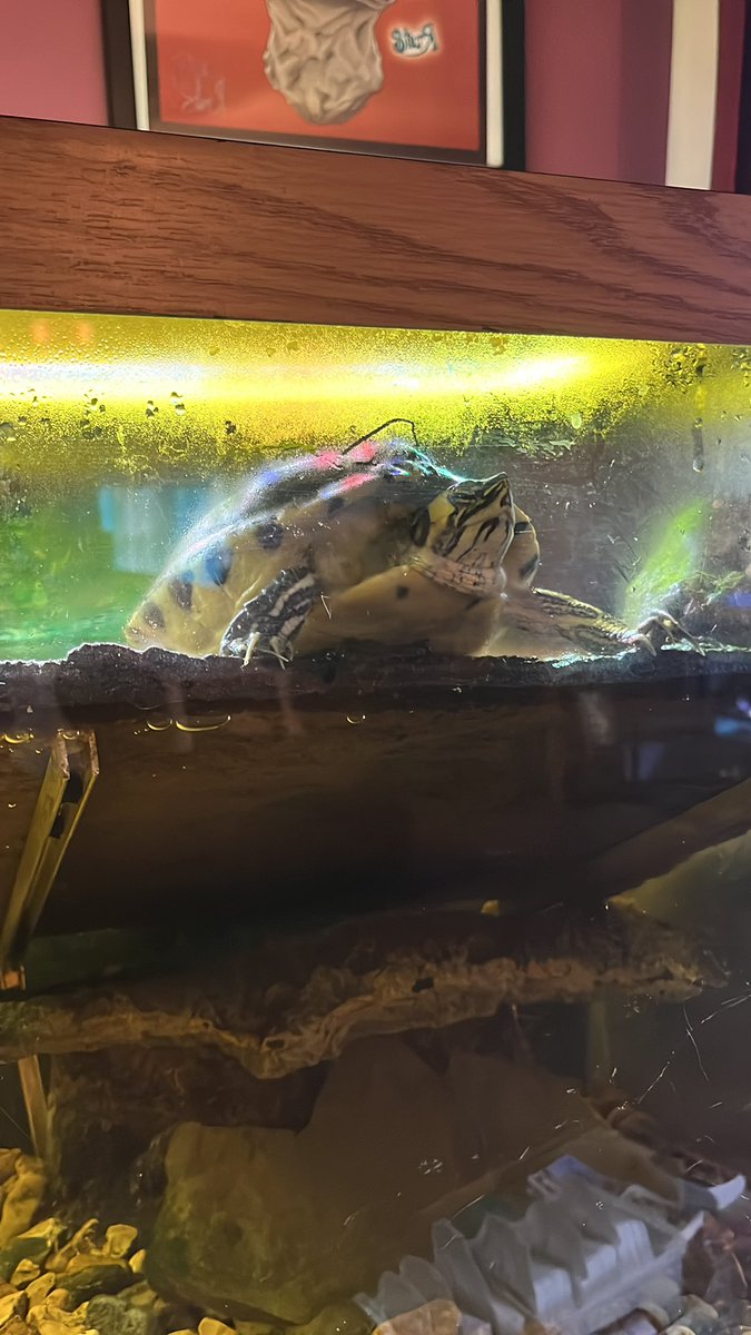 Jeff Musk 🐢 tweet media