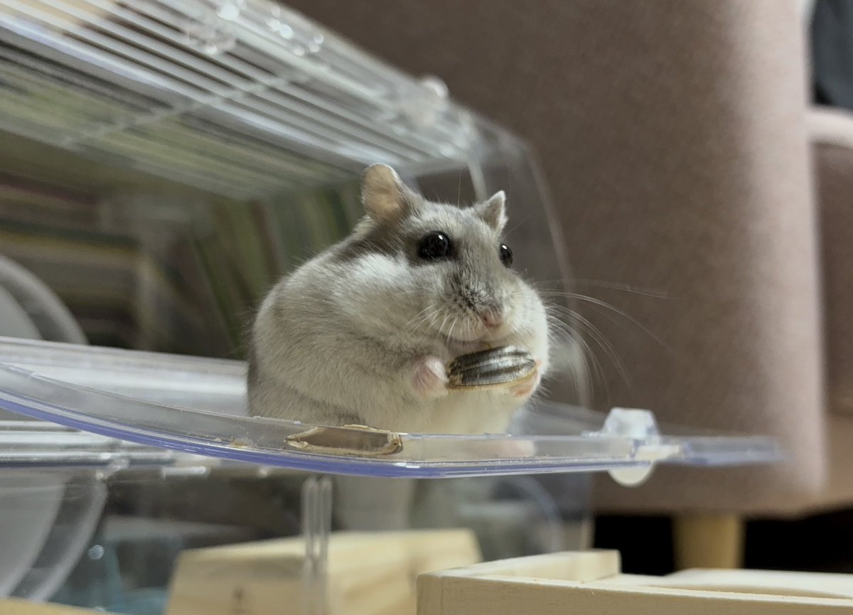 すみれ‎ tweet media
