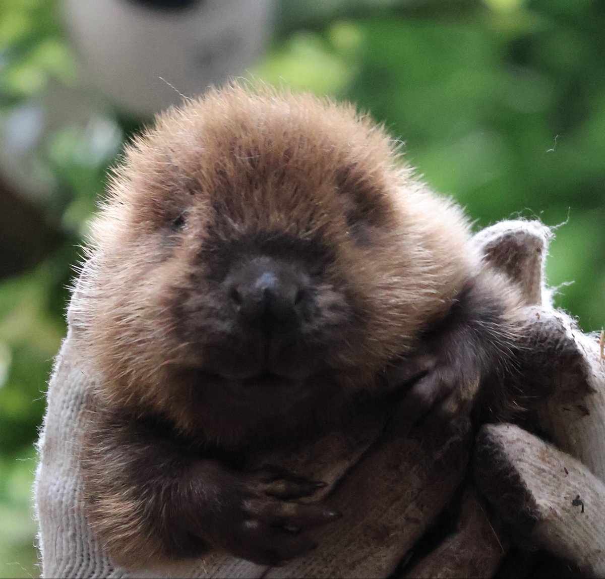 photo_beaver's tweet photo. ぽってり唇、隠す唇 https://t.co/2z9GkZSgOl