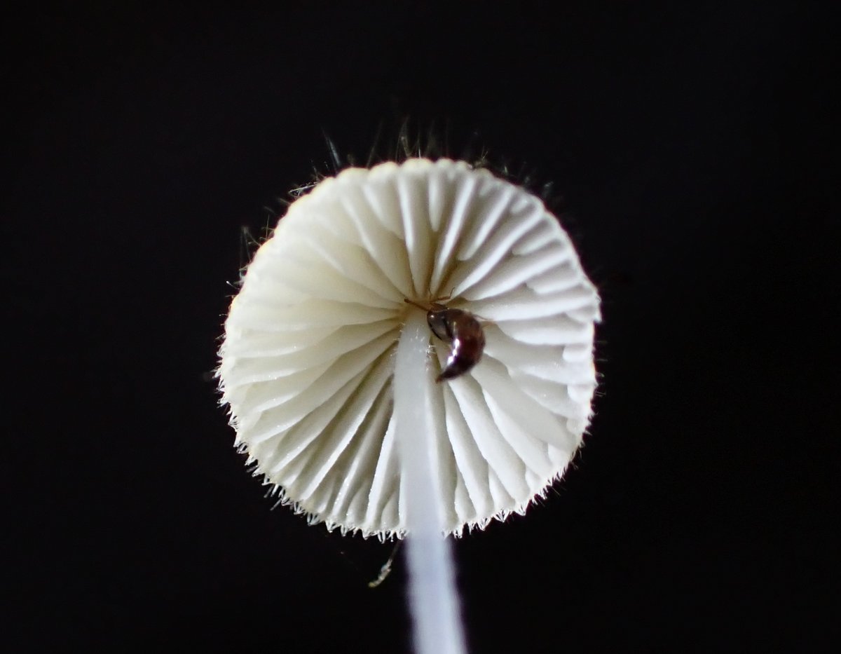NoopyChen's tweet photo. Mycena brunneisetosa 褐剛毛小菇
日本在沖繩群島的*ケブカキュウバンタケ(仮) 毛深吸盤茸和這個是一樣的嗎？
2026/05/23 Taiwan 打鐵寮古道 https://t.co/eCzMJHRKqf