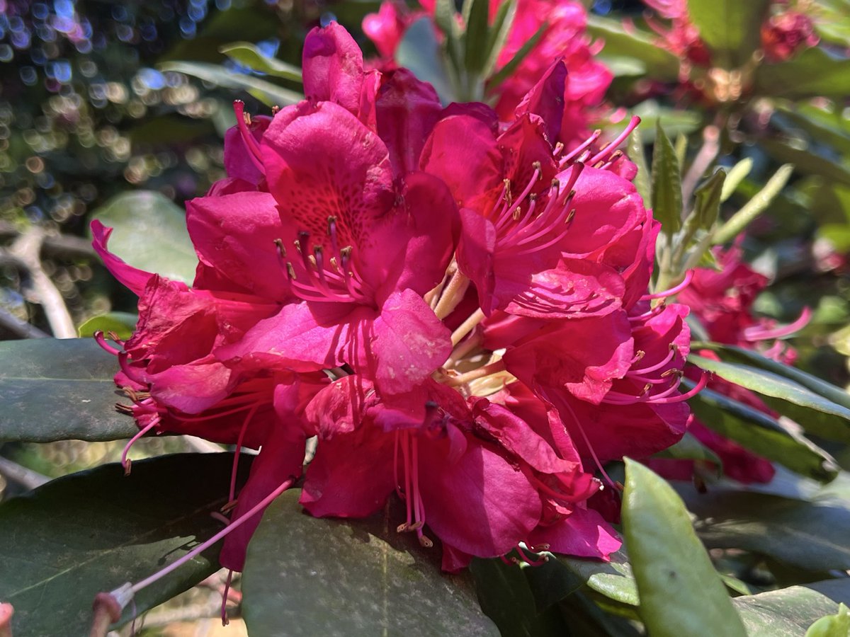 Wir hatten heute einen schnen Tag in den Merian Grten. Im Rhododendron Tal  ist es am angenehmsten wenn es so hei ist.
