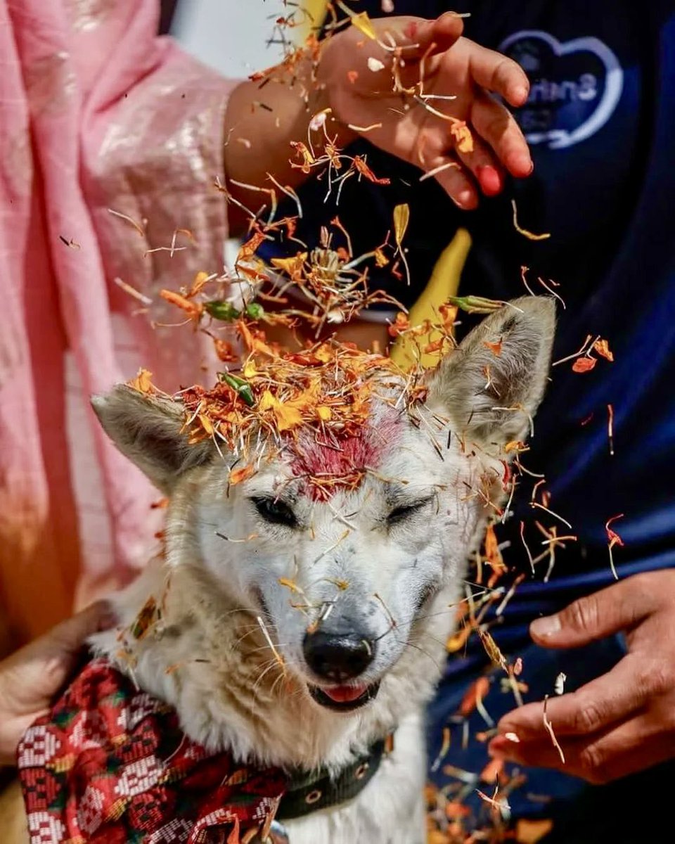 TheViditsharma's tweet photo. In Nepal, the beautiful festival of Kukur Tihar stands as a powerful reminder of compassion, gratitude, and humanity towards animals. During this special occasion, dogs are honored with flower garlands, tika, delicious food, and immense love for their unwavering loyalty, friendship, and protection.

Dogs have stood beside humans for thousands of years  guarding homes, comforting hearts, protecting families, helping the vulnerable, and offering unconditional love without expecting anything in return. Yet sadly, across many parts of the world, countless street dogs continue to suffer from hunger, abuse, neglect, road accidents, and cruelty.

Kukur Tihar teaches us something deeply meaningful  that every life deserves respect, kindness, and dignity. A society that learns to love and care for its animals becomes a more compassionate society for humans too.

May we not limit this kindness to one festival alone. Let us feed the hungry, offer water in summers, adopt instead of buying breeds, support treatment for injured animals, and coexist with empathy.

The love of a dog is one of the purest forms of love this world has ever known. They may not speak our language, but their loyalty speaks directly to the heart.

#Dogs
#Nepal