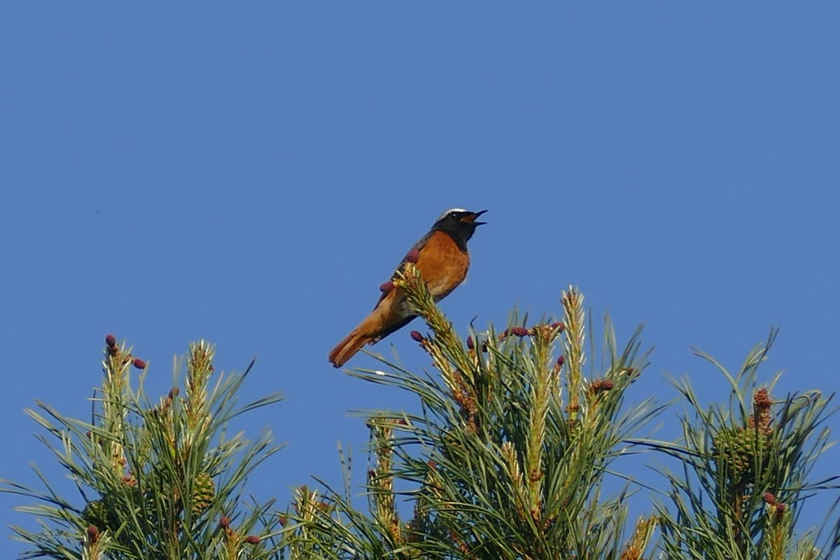 MisterThomasP's tweet photo. An absolute thrill to see and listen to several Nightjars yesterday evening, probably my favourite noise in nature! Also a stunning singing Redstart beforehand! @MisterJamesP8 https://t.co/t9gNFrlggY