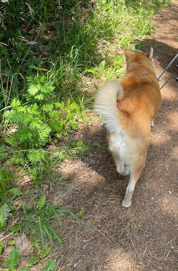 imolovesun's tweet photo. 🐕️広い公園を探検散歩🐾 https://t.co/Tq2qhZLxsj
