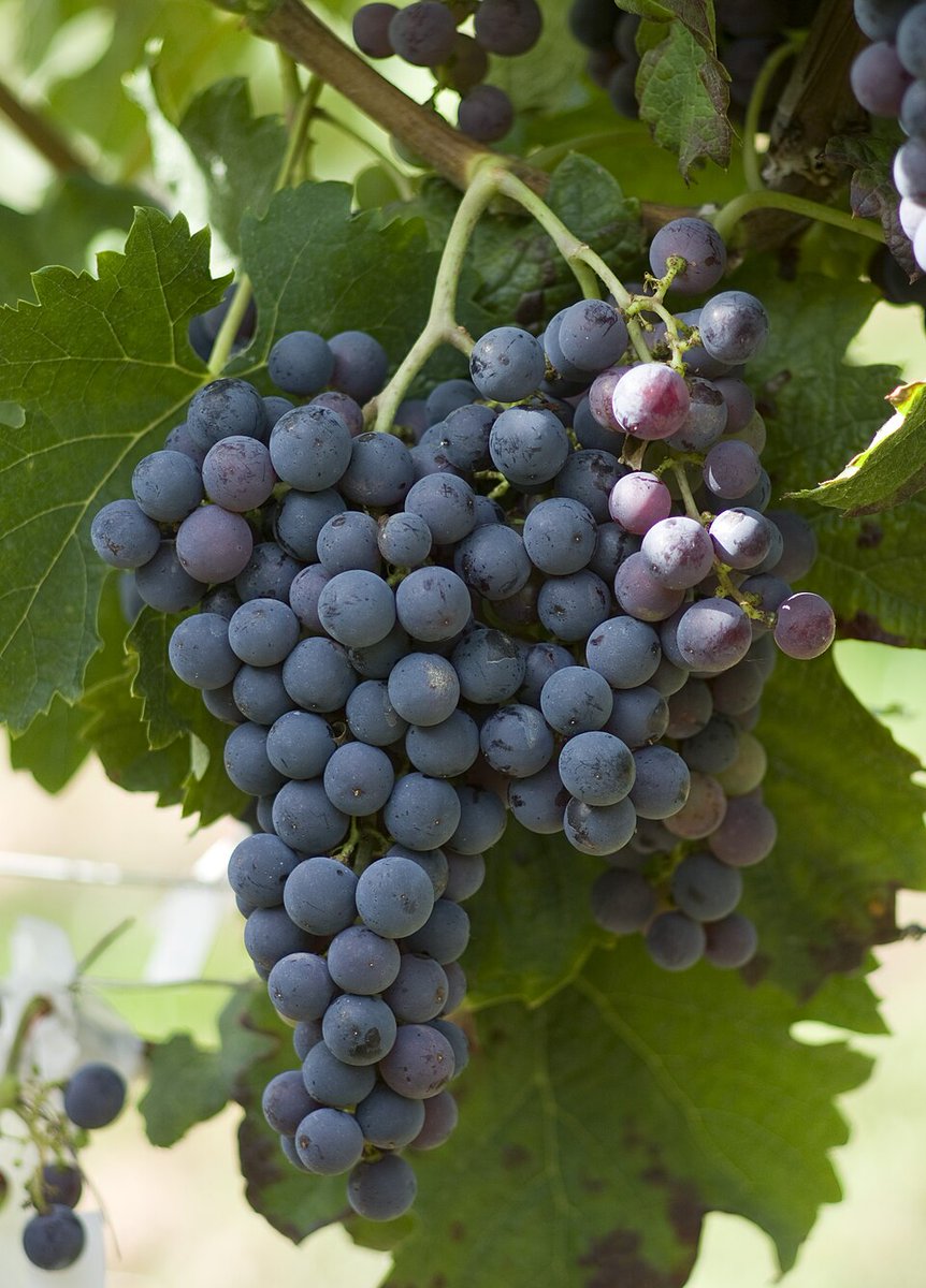EverWonderWine's tweet photo. Merlot (murr-low) originated from the Bordeaux region of France. Its name is derived from merle, the French word for blackbird, likely due to the grape's deep color.
Learn more...
https://t.co/t5gZJzSrJZ
#Wine #WineBlog #LearnWine #WineEducation #WineGrapes #Merlot #RedWine https://t.co/ZNQPKKFAjp