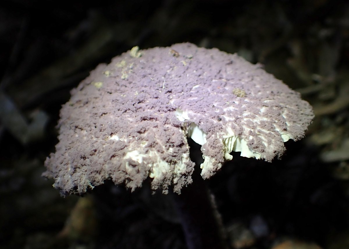 NoopyChen's tweet photo. Coniolepiota spongodes 海綿鱗環柄菇(海綿粉環柄菇)
2026/05/23 Taiwan 打鐵寮古道 https://t.co/ugemUfl15Z