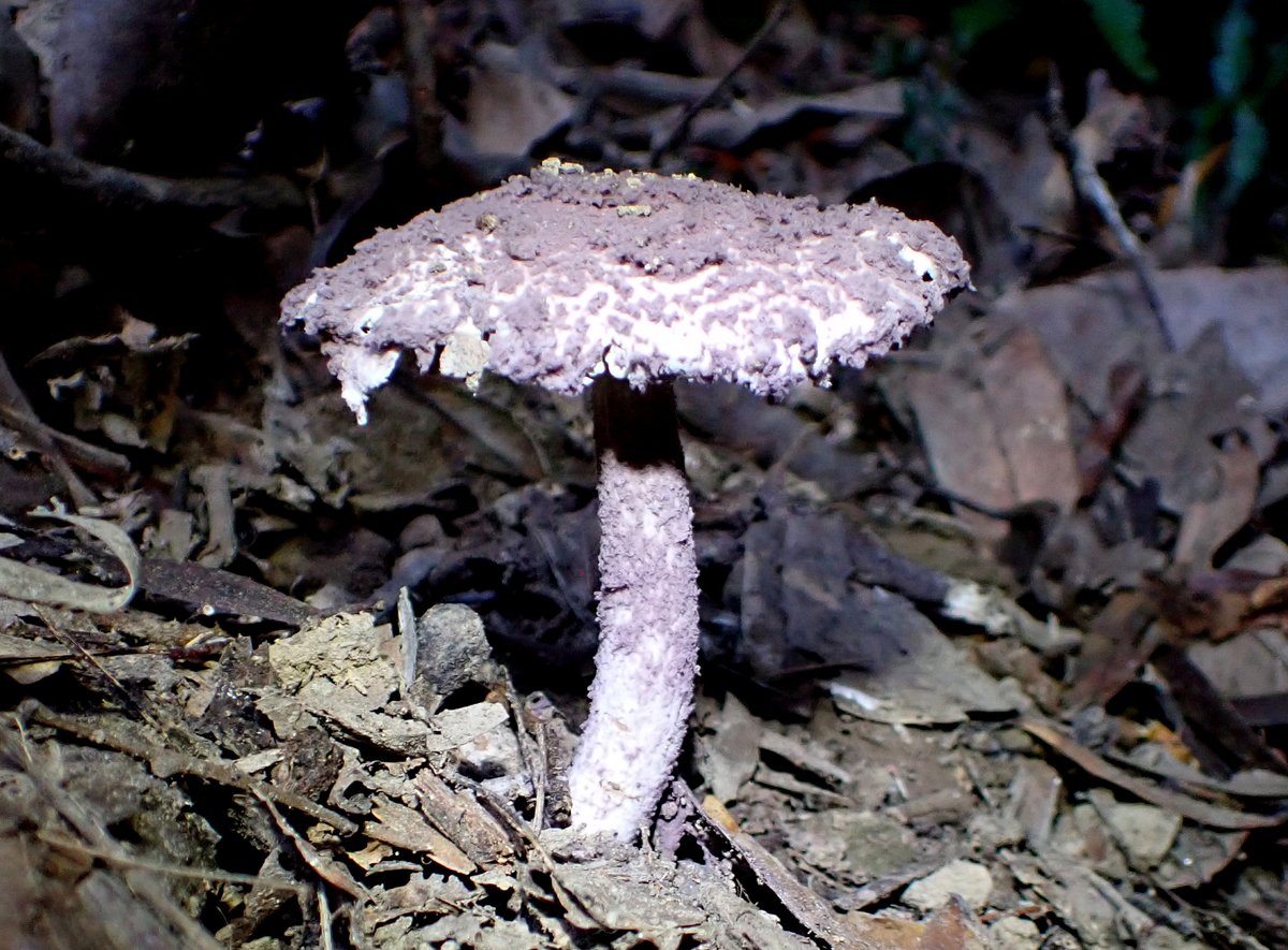 NoopyChen's tweet photo. Coniolepiota spongodes 海綿鱗環柄菇(海綿粉環柄菇)
2026/05/23 Taiwan 打鐵寮古道 https://t.co/ugemUfl15Z