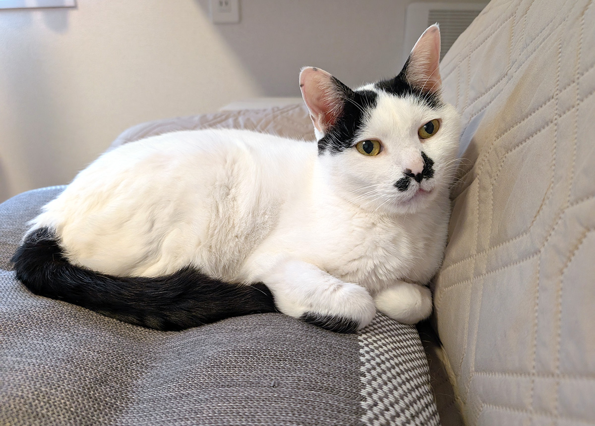 machineko_cat's tweet photo. 腎不全で食欲があったり無かったりを繰り返しているポッポ君。体重は5kg程度を維持しているので見た目はそんな悪そうに見えないけれど、かなり末期です。
BUN 100mg
Cre 8.6mg

本人が辛くならないよう、色々頑張ってます✨

#今日のポッポ #腎不全ステージ４ https://t.co/KhX0JLLCjr