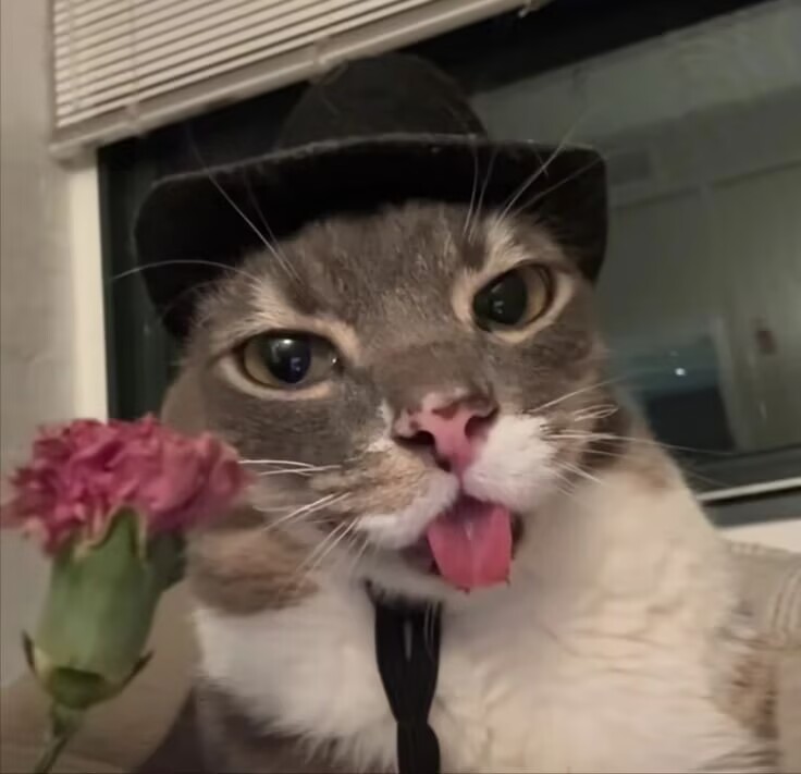 猪蹄大王 tweet media