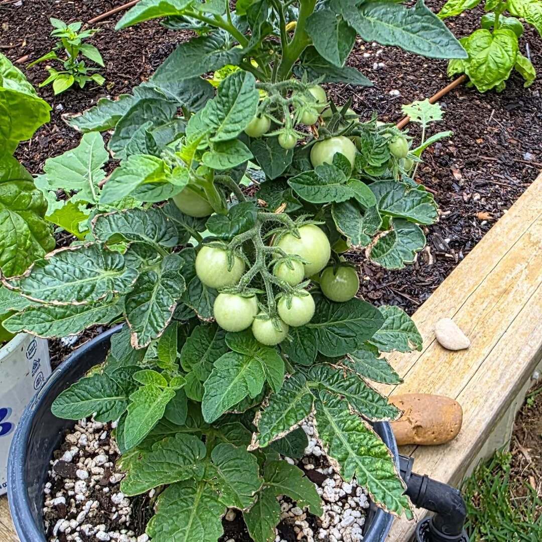 mpaulhenderson's tweet photo. Micro-Dwarf Tomatoes. Less than a foot tall. #michaelpaulhenderson #theparkwaygarden #tomatoes #dwarftomatoproject #gardening https://t.co/W1lojzhnoP https://t.co/9k8qa70FHr