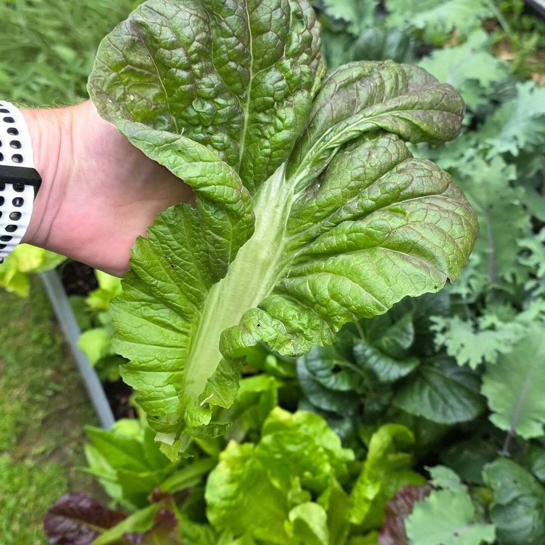 mpaulhenderson's tweet photo. Choys and cabbage coming in. #michaelpaulhenderson #theparkwaygarden #bokchoy #cabbage #raisedbedgardening https://t.co/Q65xBzZoD1 https://t.co/lzprYf1bz9