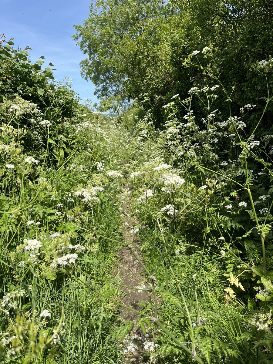 KEHaddrell's tweet photo. If there’s anything as joyful as a footpath in May, I don’t know what it is. https://t.co/OuWhtQe5dx