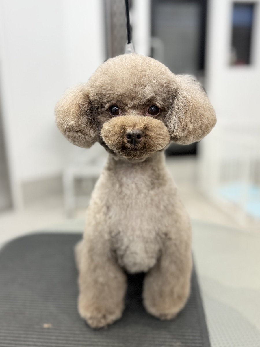 ここあちゃん、カットビフォアアフター✂️(はせ)