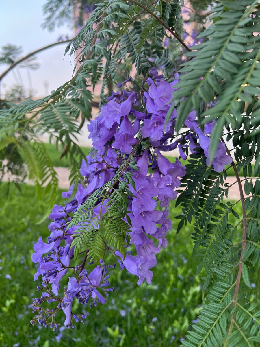 إبـاء tweet media