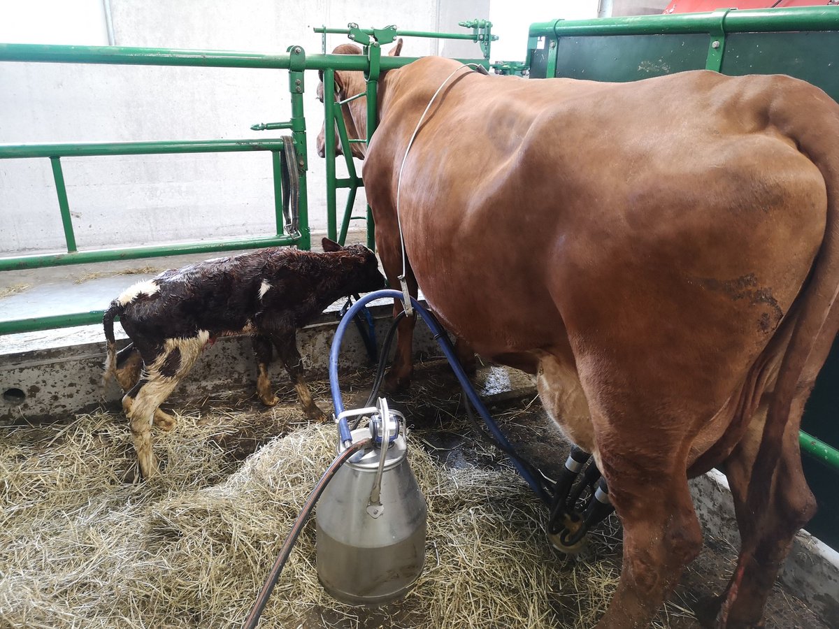 AngusTheBull98's tweet photo. Wasn't expecting a calf until the 27. 😅 Oh well. It's a bull 😁 https://t.co/JQTLhDA6i0