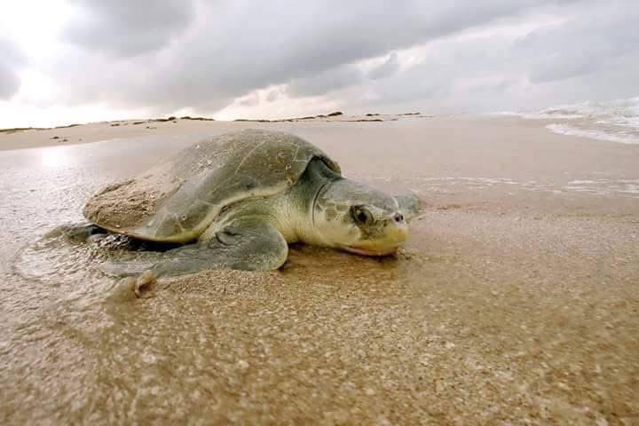 SECTUR_mx's tweet photo. ¡Inició la temporada de desove de tortugas marinas en México! 🐢

🌊 Ya sea en Oaxaca, Nayarit, Baja California, Michoacán, Quintana Roo, sus paradisíacas playas te esperan para conectar con la naturaleza con la liberación de crías de tortugas marinas. En nuestras costas, se encuentran seis de las siete especies que existen a nivel mundial: laúd, verde, caguama, lora, golfina y carey, este Día Internacional de la Tortuga súmate a su conservación con una experiencia imperdible. El periodo de incubación es de 6 a 8 semanas, por lo que el nacimiento y liberación de tortugas es de julio a noviembre, así que planea tus vacaciones y recuerda respetar las reglas del espacio que visitas para tener una vivencia aún más significativa. 😉

¡No olvides siempre practicar #TurismoResponsable! ♻️✨