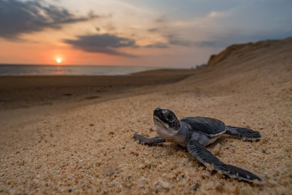 SECTUR_mx's tweet photo. ¡Inició la temporada de desove de tortugas marinas en México! 🐢

🌊 Ya sea en Oaxaca, Nayarit, Baja California, Michoacán, Quintana Roo, sus paradisíacas playas te esperan para conectar con la naturaleza con la liberación de crías de tortugas marinas. En nuestras costas, se encuentran seis de las siete especies que existen a nivel mundial: laúd, verde, caguama, lora, golfina y carey, este Día Internacional de la Tortuga súmate a su conservación con una experiencia imperdible. El periodo de incubación es de 6 a 8 semanas, por lo que el nacimiento y liberación de tortugas es de julio a noviembre, así que planea tus vacaciones y recuerda respetar las reglas del espacio que visitas para tener una vivencia aún más significativa. 😉

¡No olvides siempre practicar #TurismoResponsable! ♻️✨