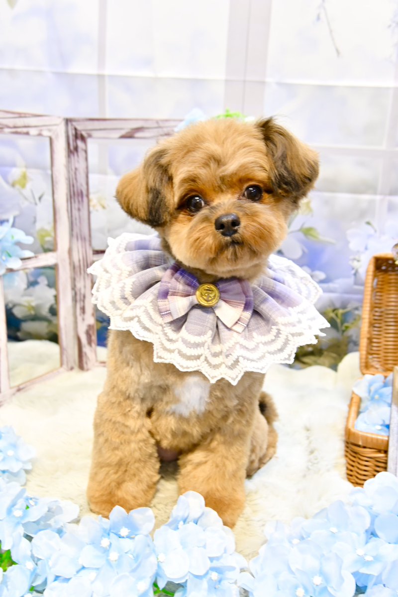 あむちゃん、可愛いーー💕💕 紫陽花セットでパチリ！(はせ)
