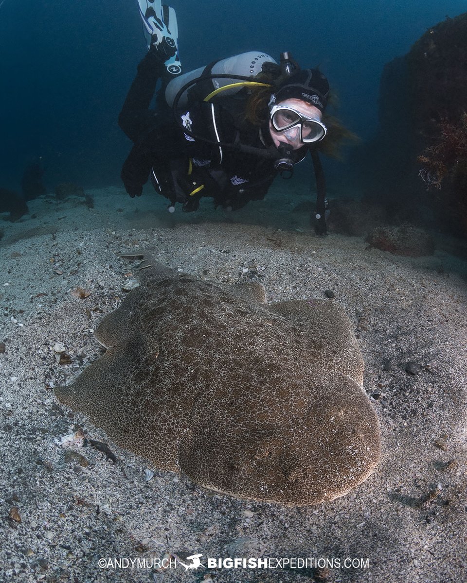 BigFishTrips's tweet photo. Japanese Angelshark. Izu Peninsula, Honshu. One of the more common sharks we see on our Japanese Shark Diving Safaris: https://t.co/zXuFMHlVt5 https://t.co/V5uD1UbWfY