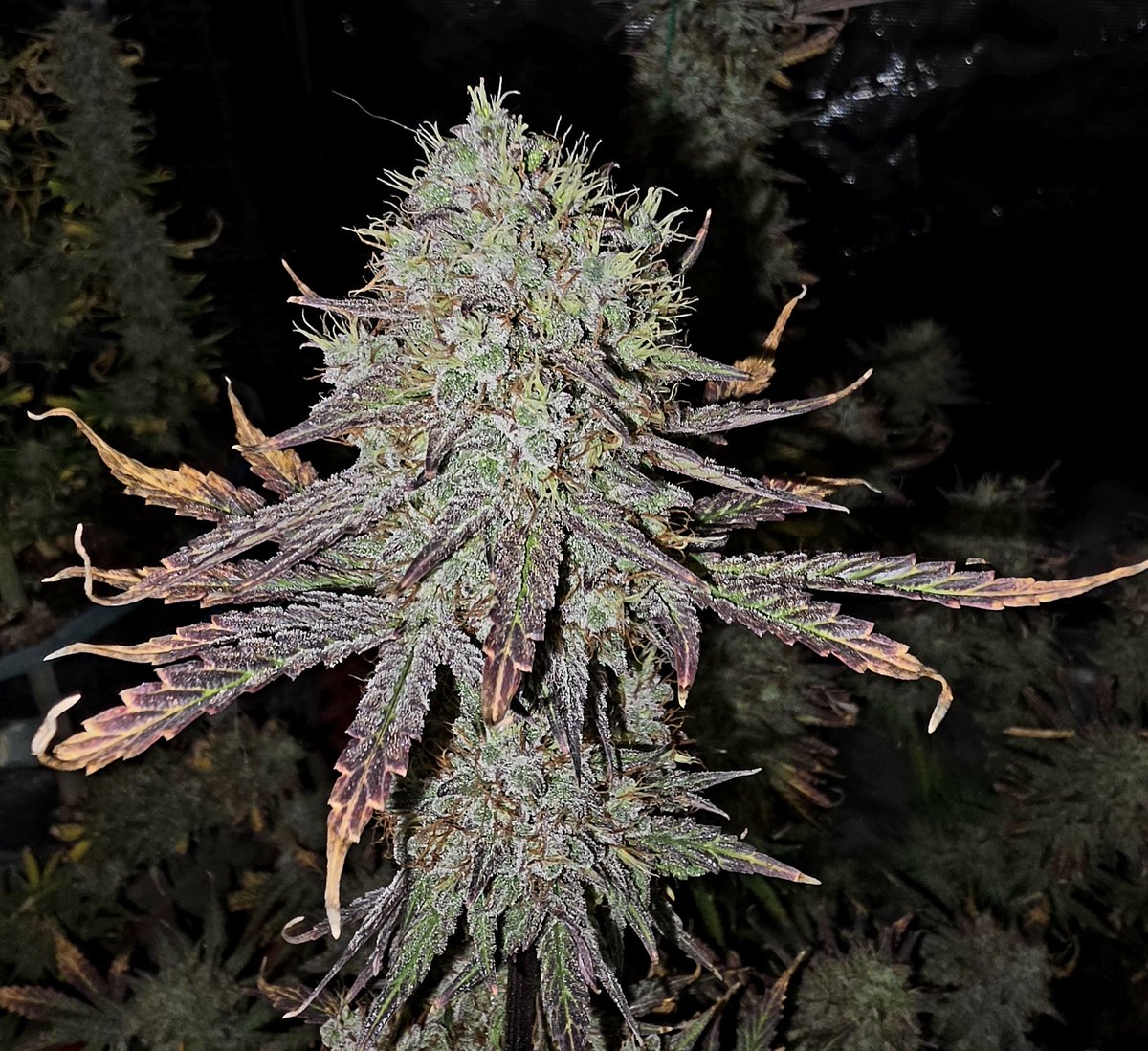 Medical Grower 420 🇺🇸 tweet media