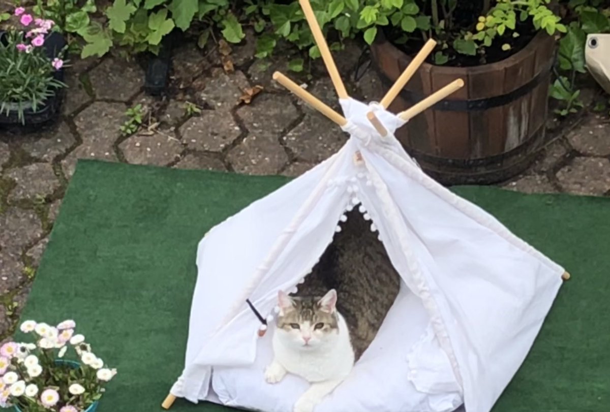 Zauberkatze tweet media