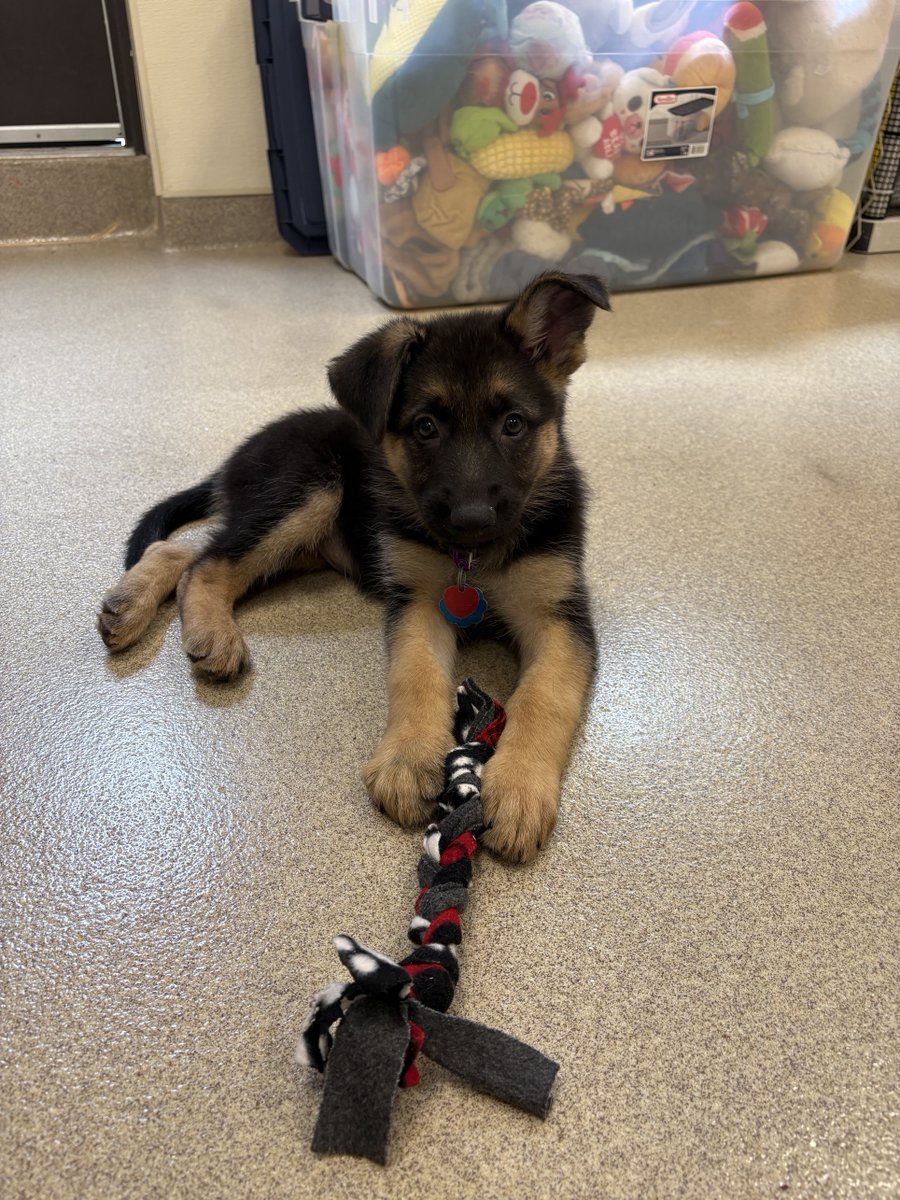 fidelco's tweet photo. Volunteers make it possible for us to fulfill our mission of providing the highest quality German Shepherd Guide Dogs to people who are blind.

Volunteer application: https://t.co/v3L7NLOHOT https://t.co/ucUgD0aQow