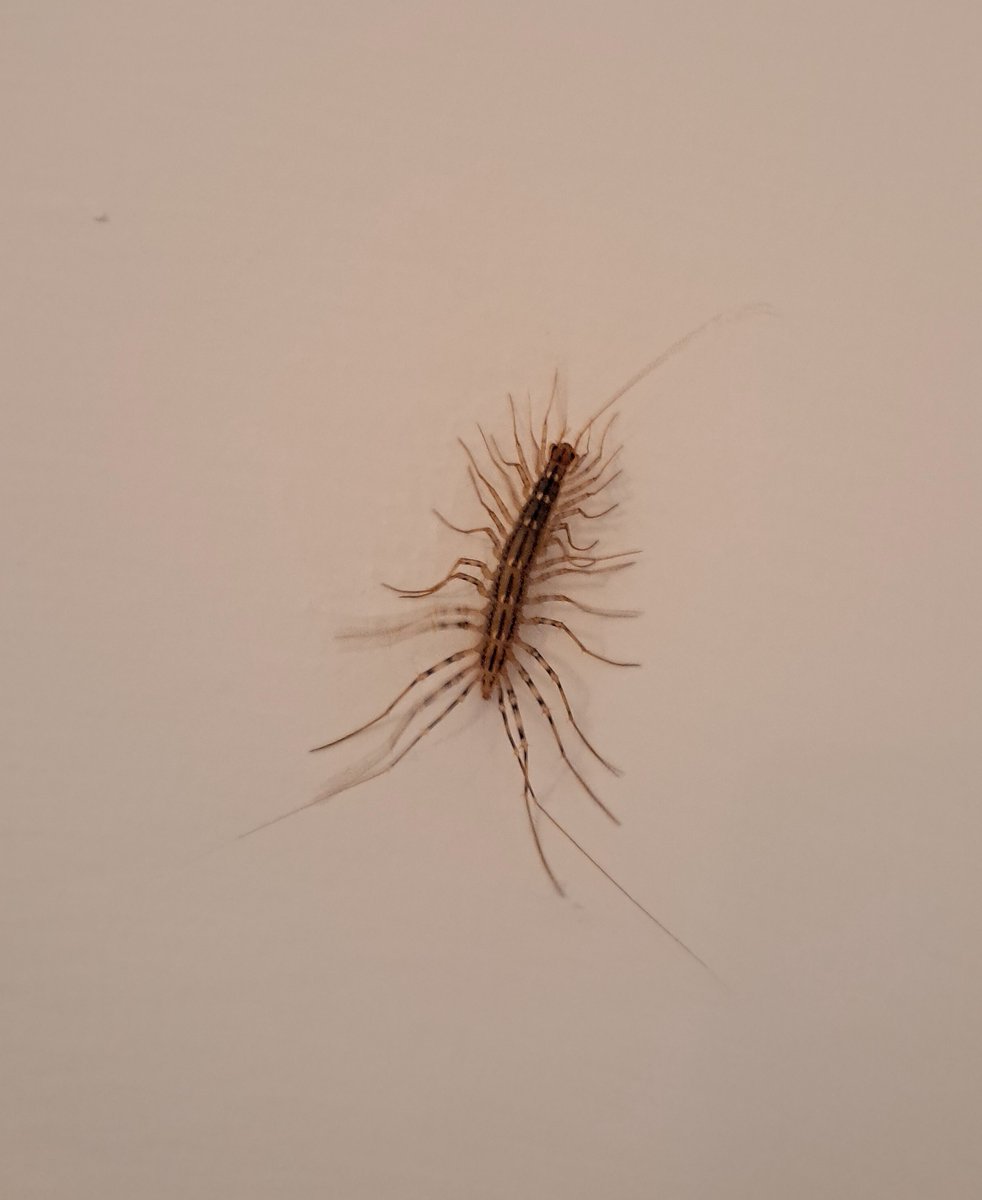 UolFree's tweet photo. Os Scutigera coleoptrata xa están aquí! https://t.co/dhlomNpIHV