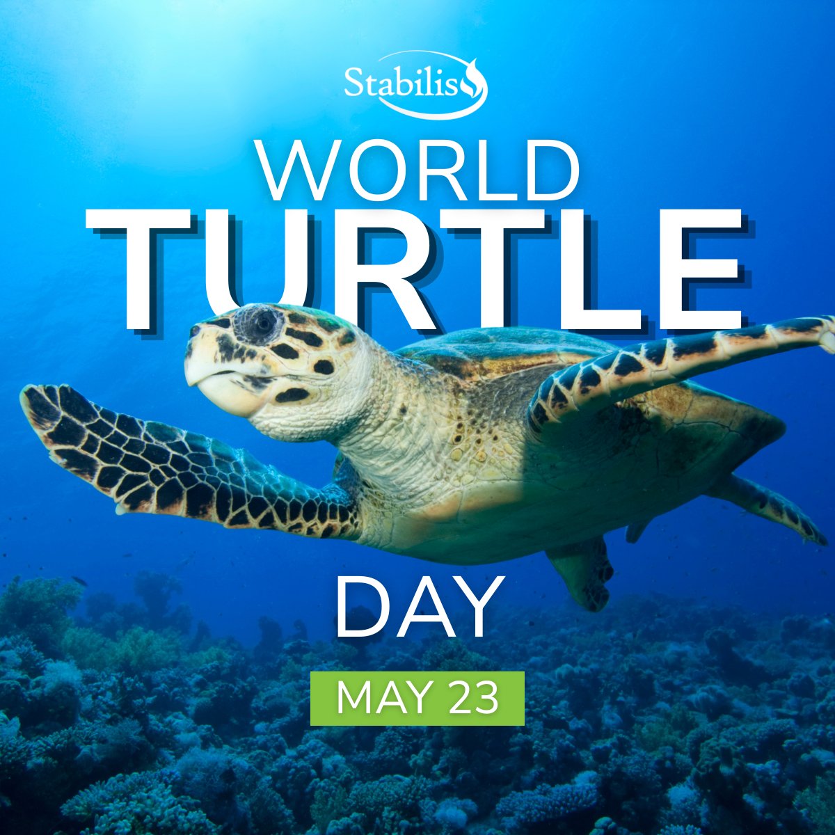 Stabilis_SLNG's tweet photo. This World Turtle Day, we’re reminded that protecting our environment matters at every level. At Stabilis Solutions, we’re committed to delivering cleaner energy solutions that support a healthier planet for generations to come. https://t.co/doPe41bA9e