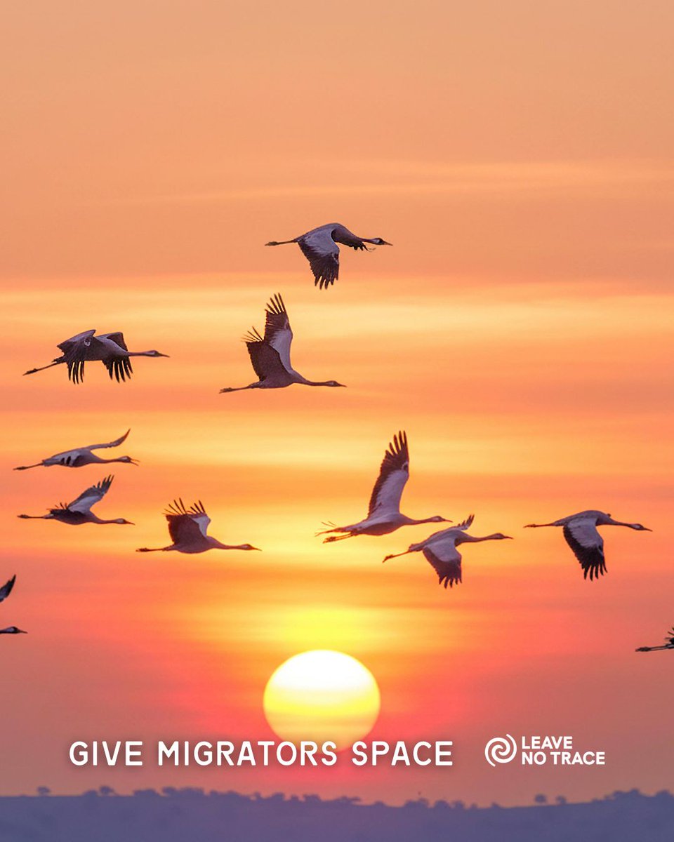 leavenotrace's tweet photo. Millions of birds are moving through right now, stopping to rest and refuel. Noise, dogs, and off-trail foot traffic can push them from the stopover sites they depend on. A little space during their migration goes a long way. 🧐 https://t.co/jmxDs15Cjr