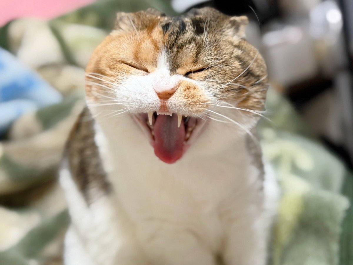 a8katan's tweet photo. 𝐻𝑎𝑝𝑝𝑦 𝑏𝑖𝑟𝑡ℎ𝑑𝑎𝑦𓂃 𓈒𓏸 𓋜 . *
今日でシャンプーは11歳、人間でいう還暦だよ👵
子猫時代と比べると貫禄が…🥴
お祝いは元気になってからのお楽しみ🎂🎉
まだまだそばにいてほしいから、早く治そうね
#猫
#猫のいる暮らし https://t.co/vOHzmOY2HF