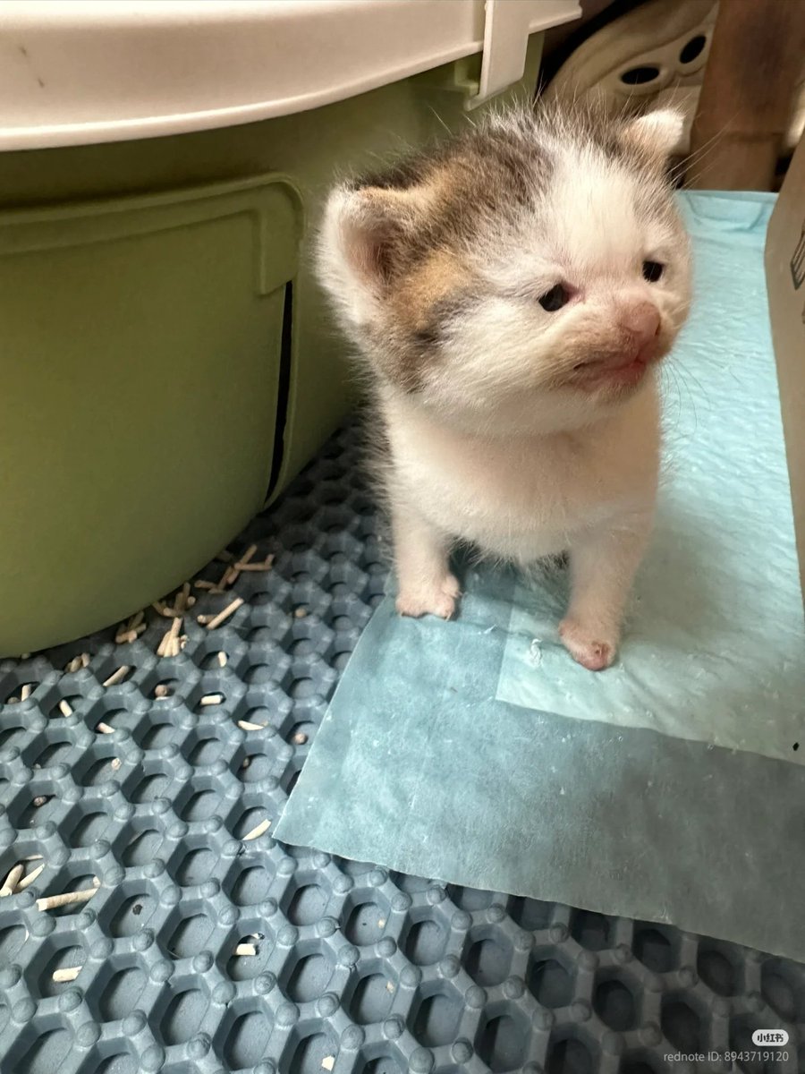 nocontextscats's tweet photo. Me without my glasses https://t.co/RK1FqN3Et0