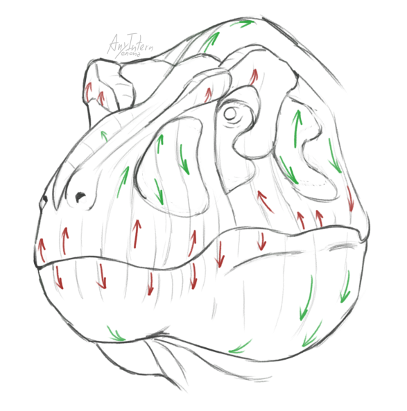 AnyIntern_'s tweet photo. Some guiding lines for Tyrannosaurus Rex. By no means is this accurate, but it helps me see potential shadow placements and where the scales gather. https://t.co/TiYh1bLWnh