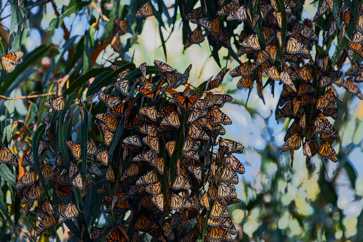 CAStateParks's tweet photo. Your #CAStateParks Weekly Digest is here! Click the link ⬇️ below…
🦋 What does this year's western monarch butterfly count tell us about its future?
🏆 ICYMI: Nominate state parks supporters for a Golden Bear Award!
⚓ Are you a boater? Become a Dockwalker!
📷 Amazing photos! https://t.co/sJKSdTnG1c