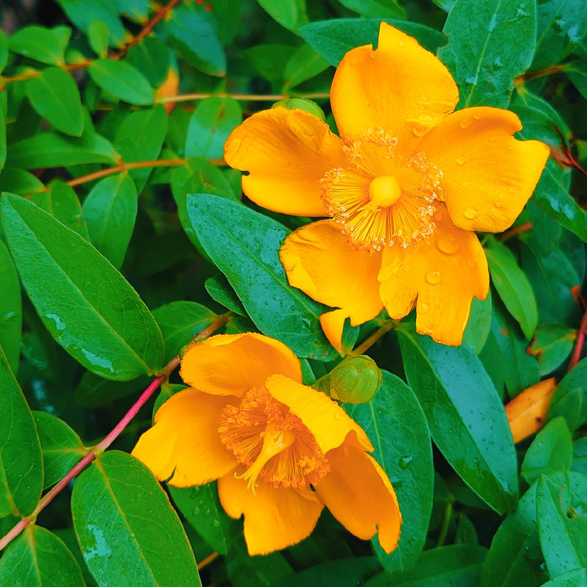 KiwaSaokmw's tweet photo. #タイリンキンシバイ #大輪金糸梅 #ヒペリカム・ヒドコート
#Hypericum×hidcoteense_Geerinck
#Hypericum_'Hidcote'
#悲しみを止める
#TLを花でいっぱいにしよう
#TLを緑でいっぱいにしよう https://t.co/E0s7GGdRuT